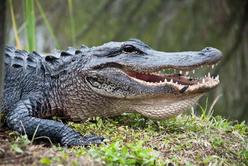 Alligator