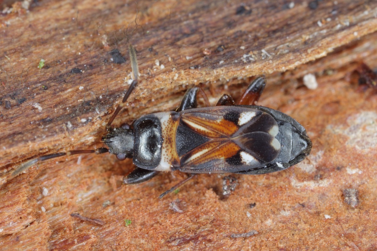 Elm seed bug