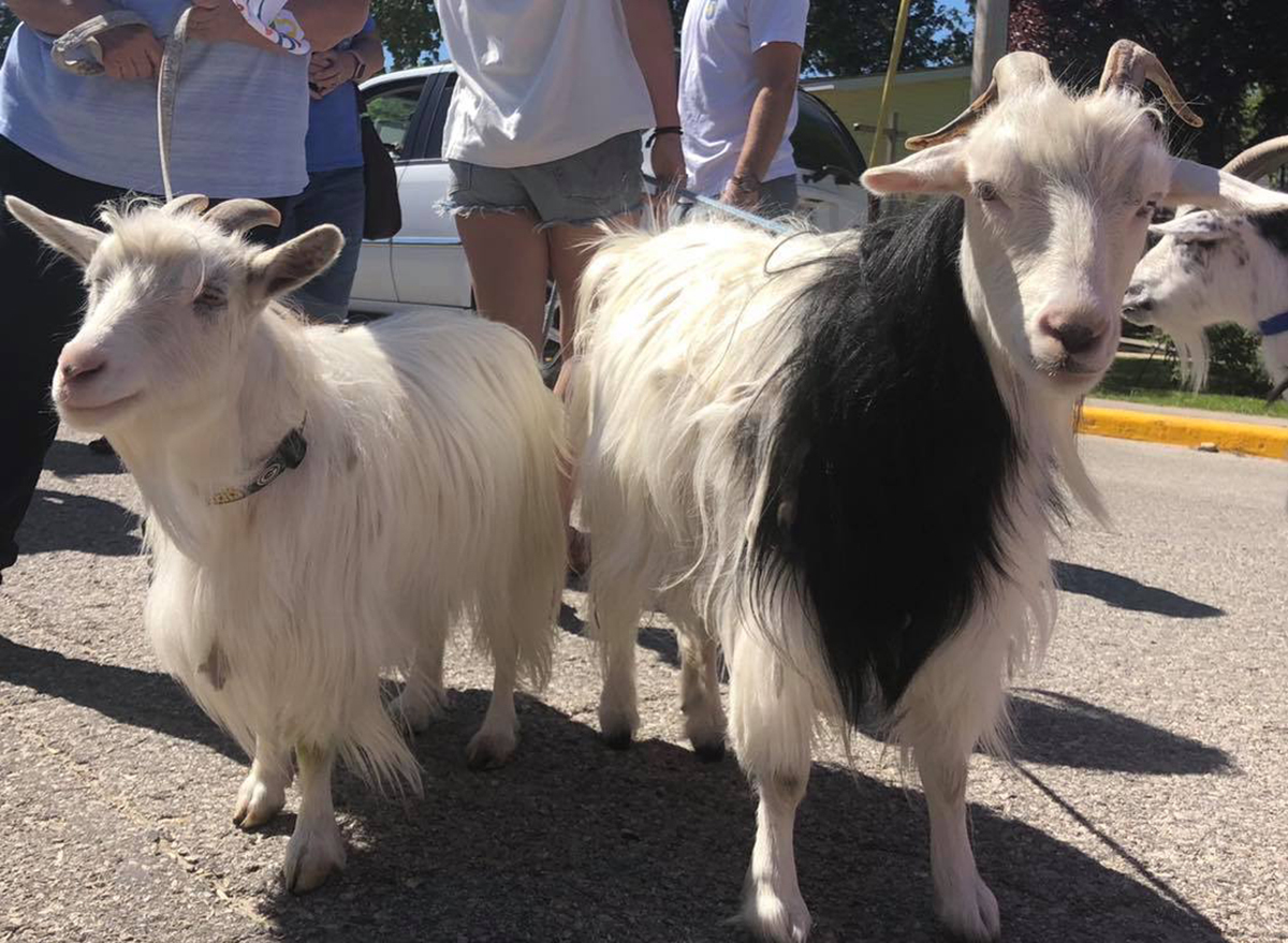 two goats standing outside