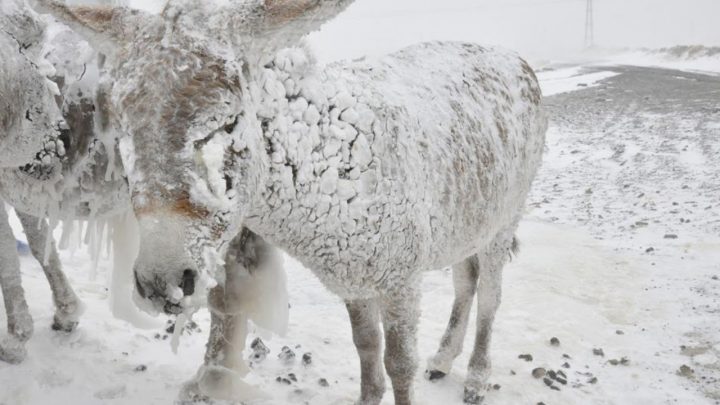 a few frozen donkeys