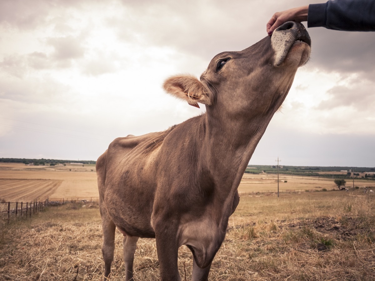 cow being pet on the head, cow photos