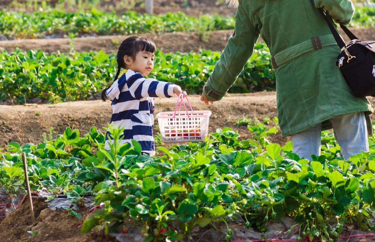 Strawberry picking