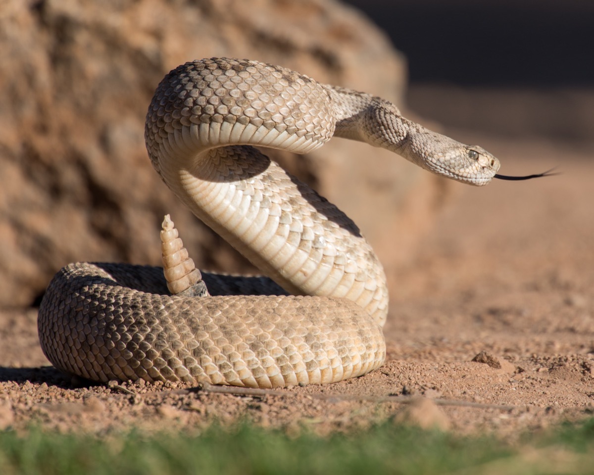 rattlesnake sticking out tongue