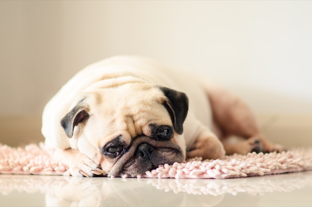 lethargic pug laying down