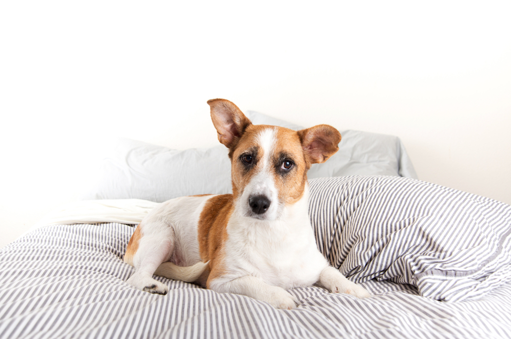 Senior Jack Russell Mix with One Eye Relaxing on Sofa