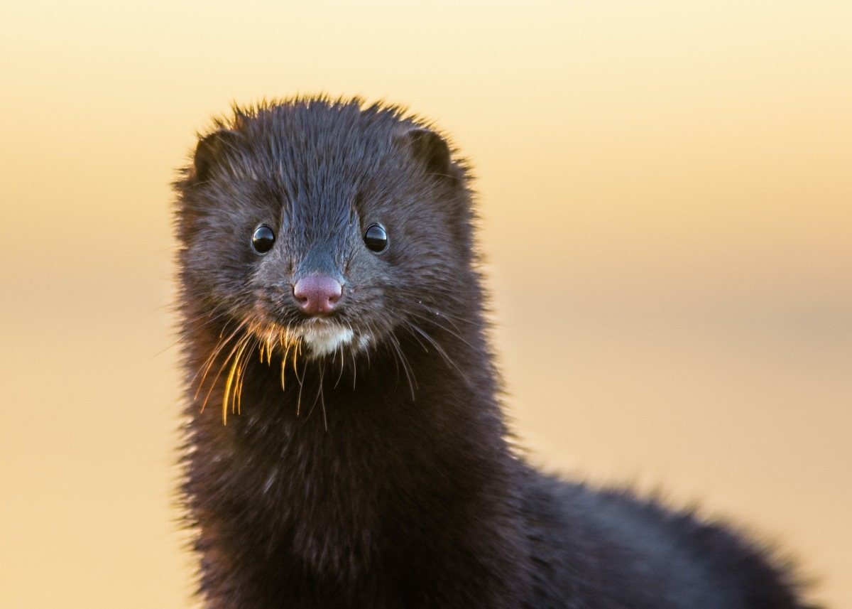 black mink looking around outside