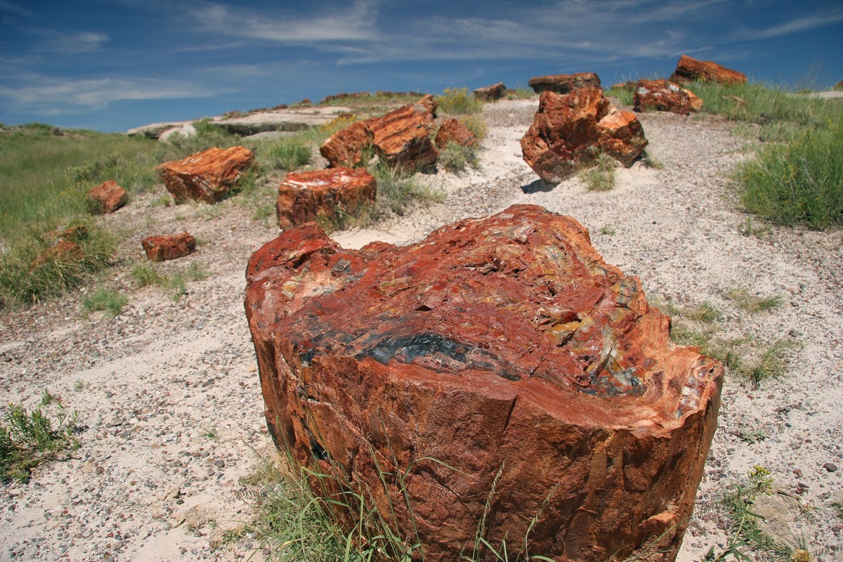 petrified forest national park