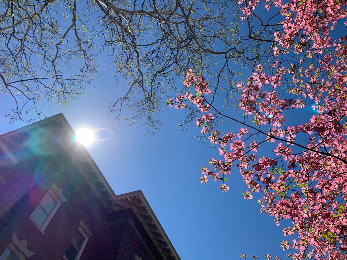 ohio university cherry blossoms