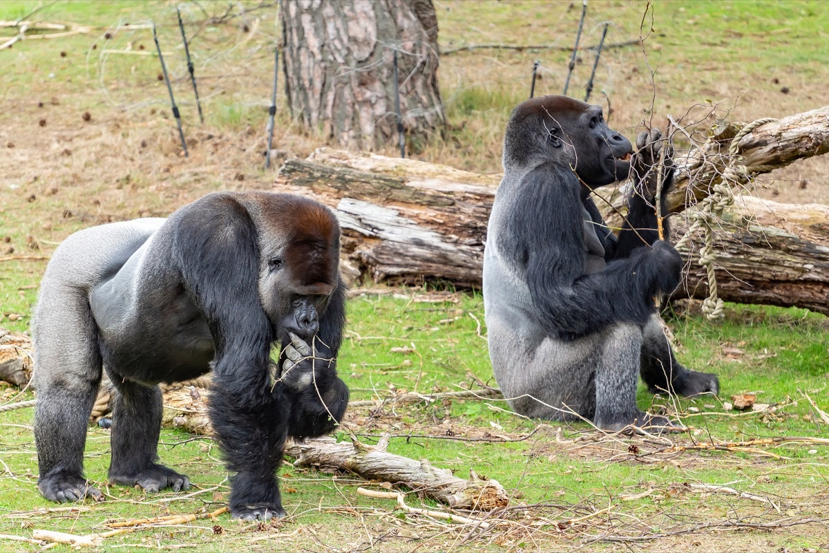 western lowland gorilla