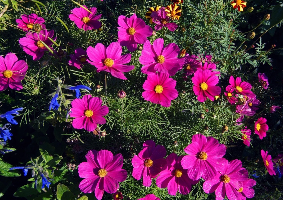 Cosmos Flowers