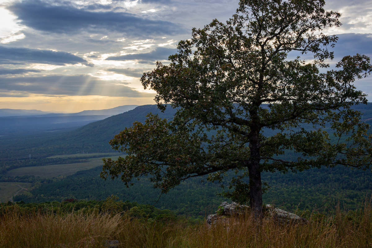 tree overlooking mountains in yell county arkansas