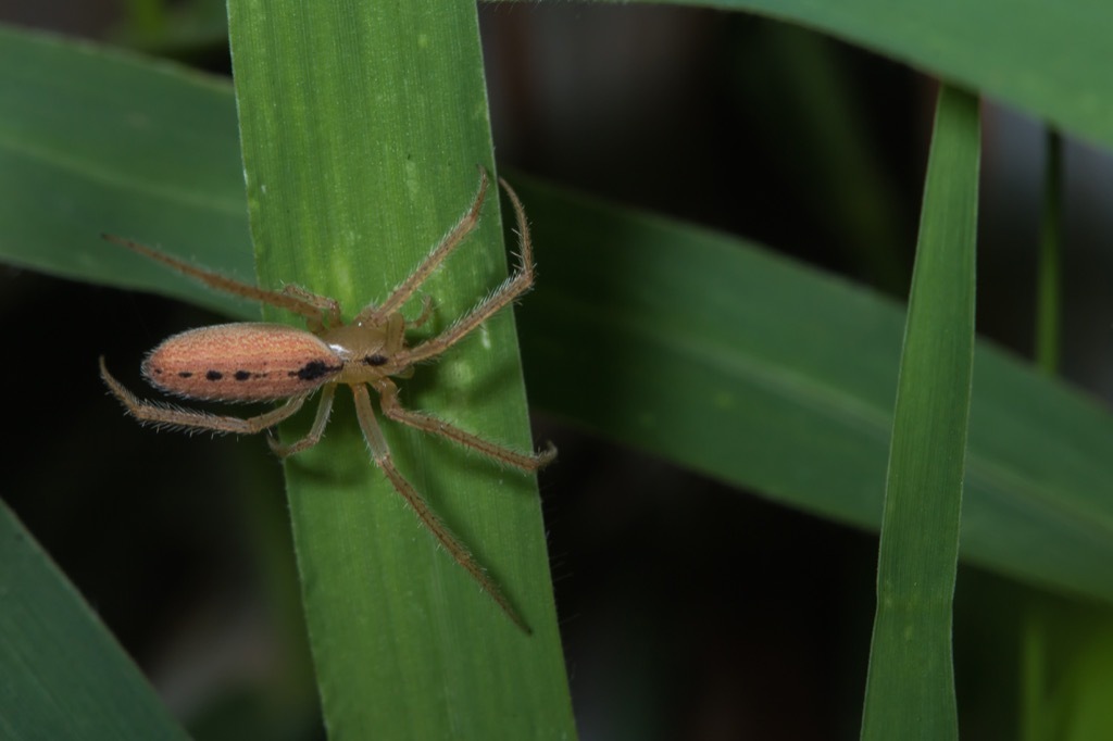 Orb Weaver Spider Facts about Life