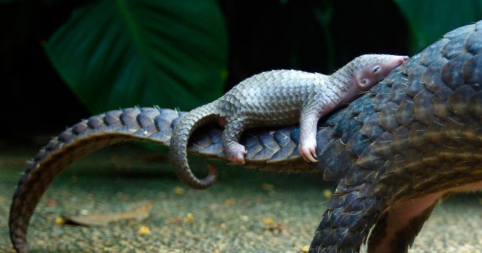 Image result for pangolin