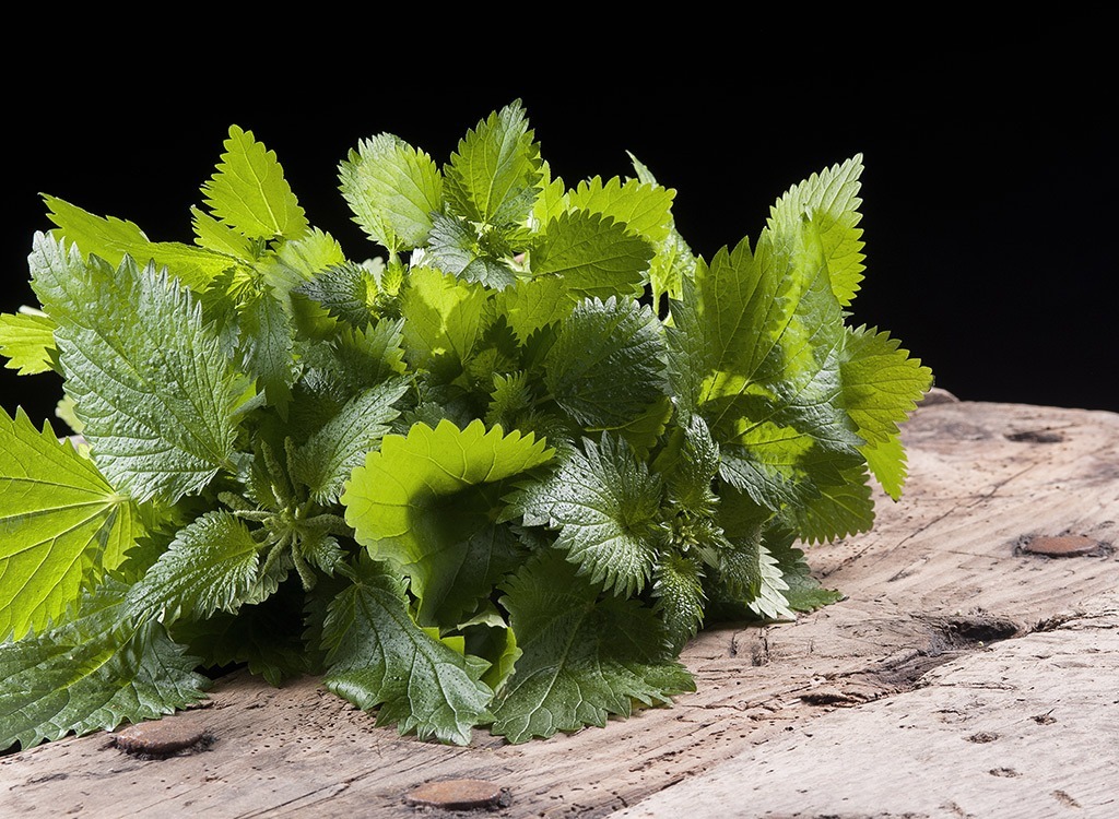 Spring foods singing nettles