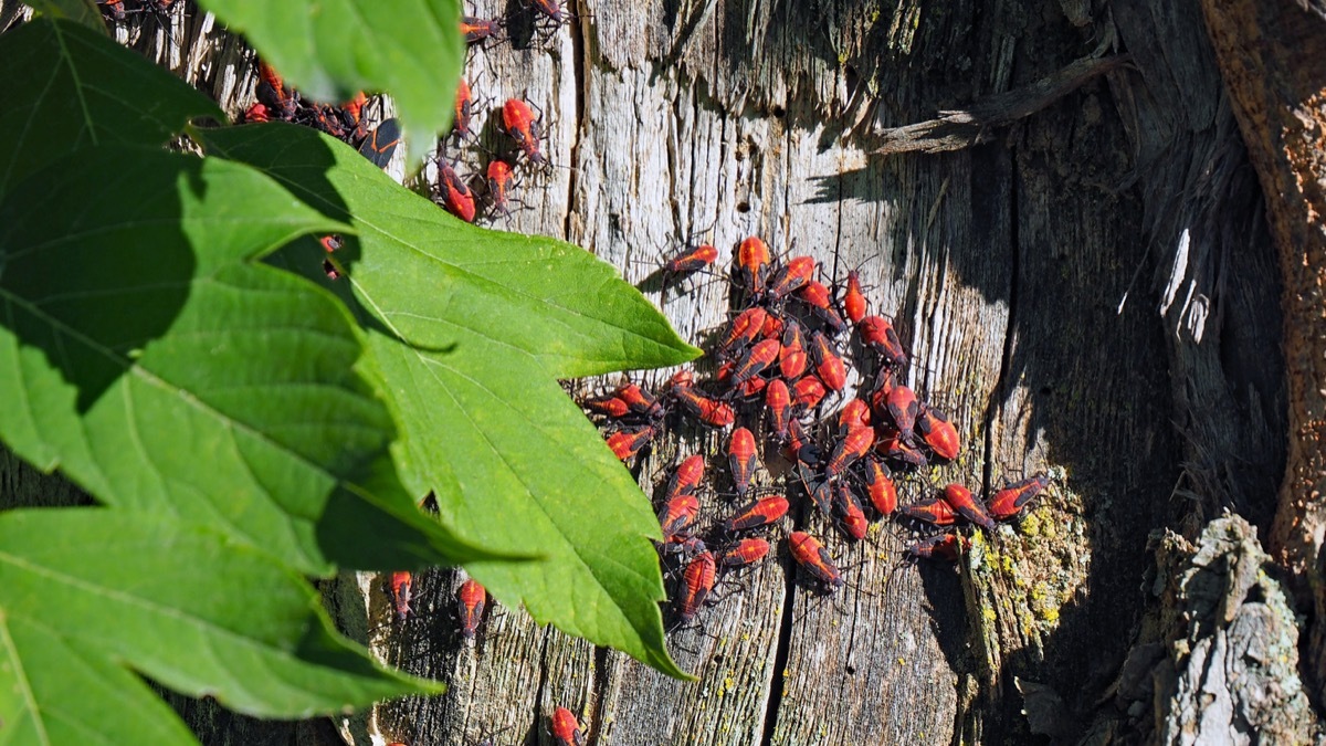 Box Elder Beetles