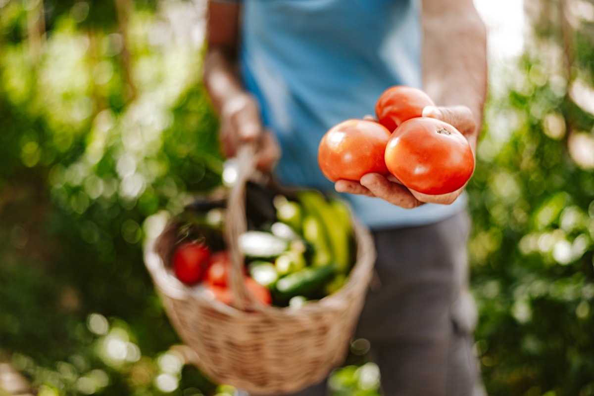 Farm worker showing a bunch of tomatoes