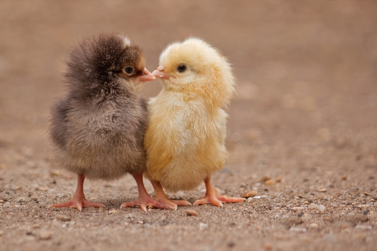 two baby chicks kissing each other in a field