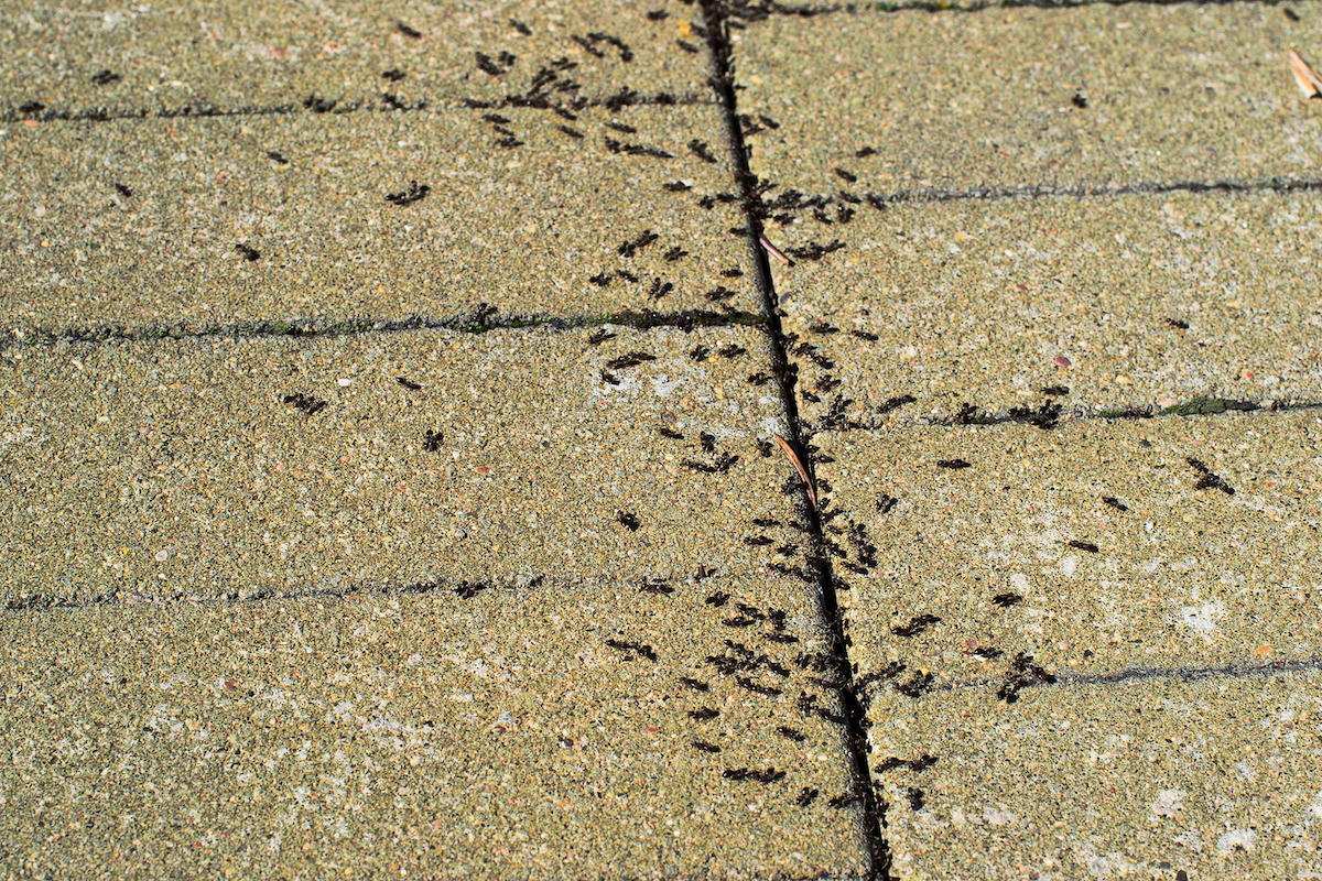 pavement ants in sidewalk cracks