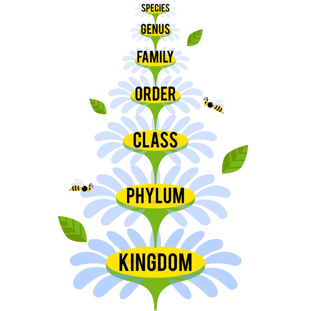 taxonomy species structure