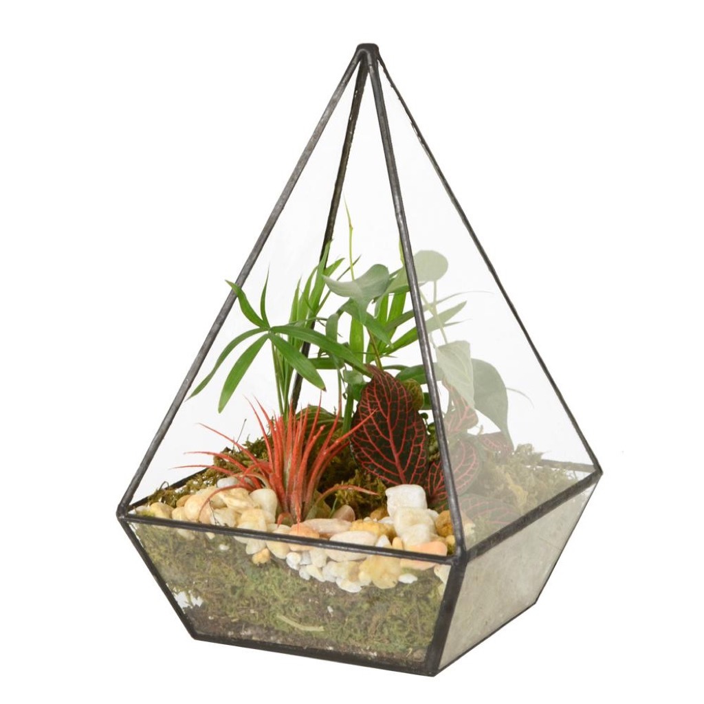 Glass Pyramid Terrarium Home Depot Impulse Buys