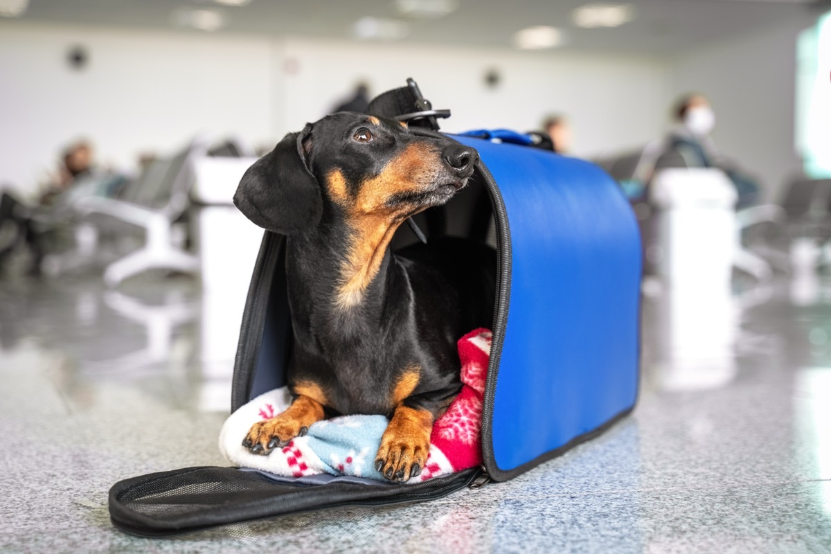 dog at airport