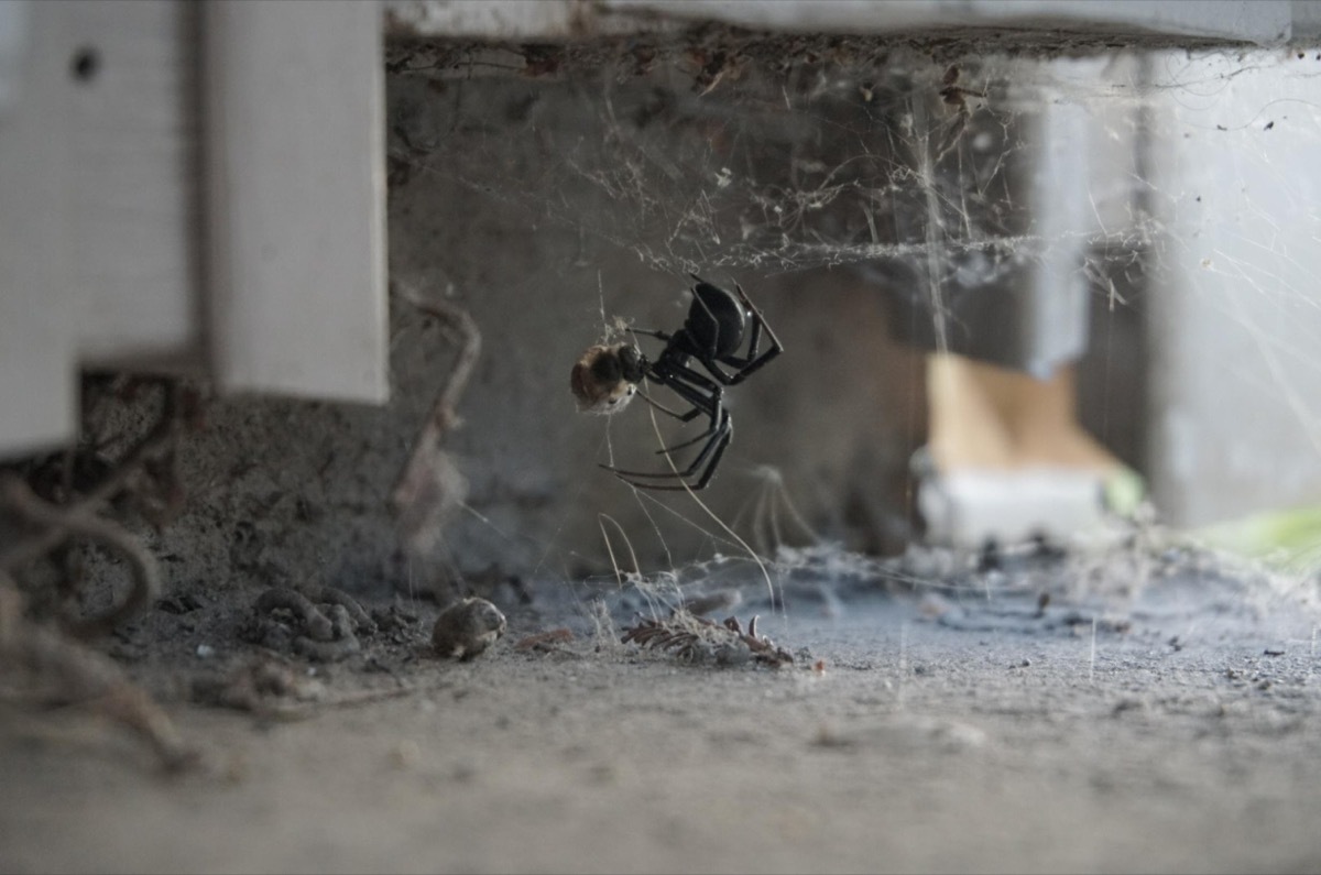 black widow spider under house