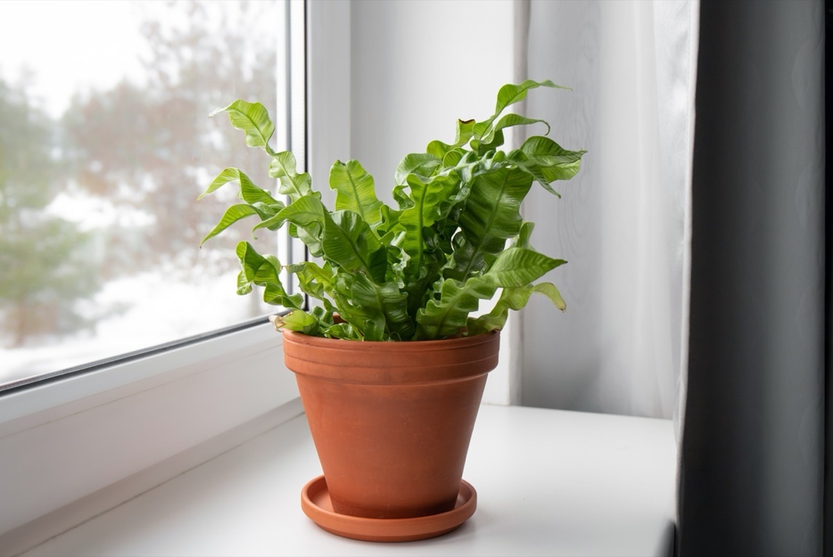 Houseplant The Bird's Nest Fern or Asplenium nidus the newer cultivar called Crispy Wave on home window sill indoors in daylight.