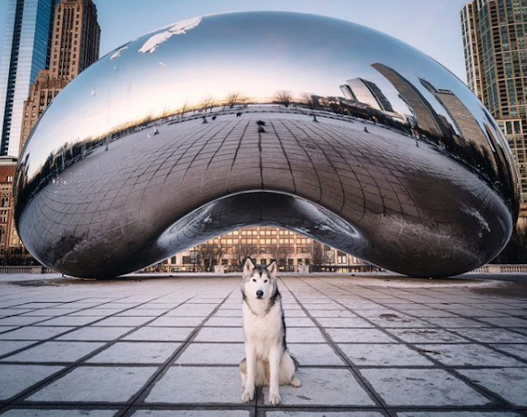 Loki the Wolfdog Pets Living the Good Life