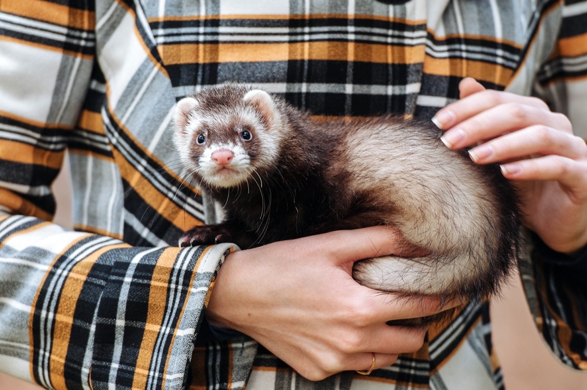 person in plaid shirt holding ferret