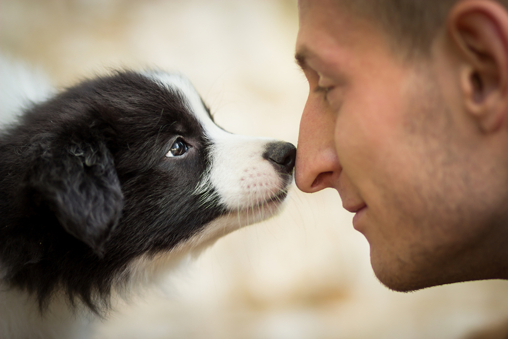 study finds dogs can detect cancer