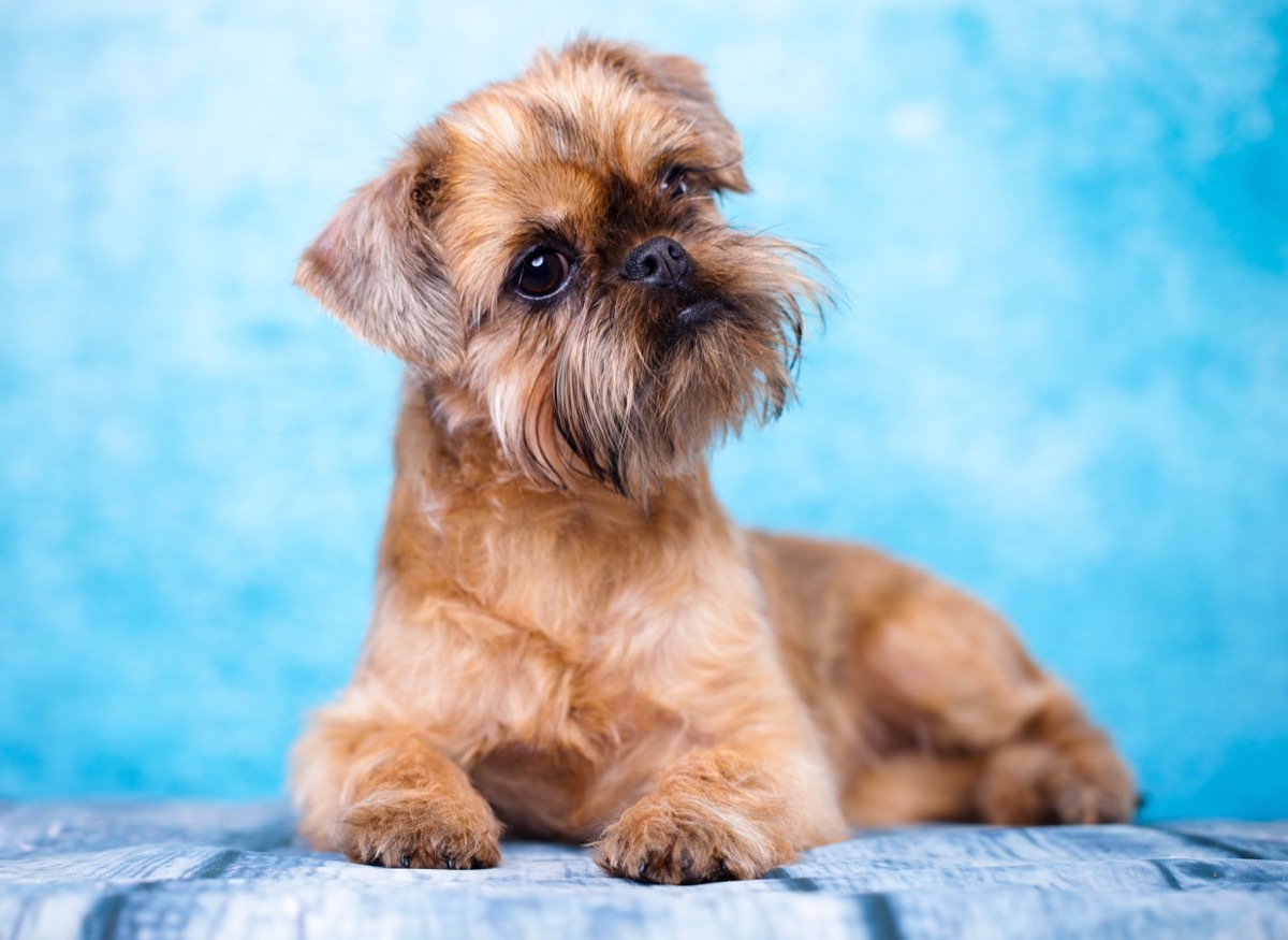 Brussels Griffon laying on striped blanket against blue background