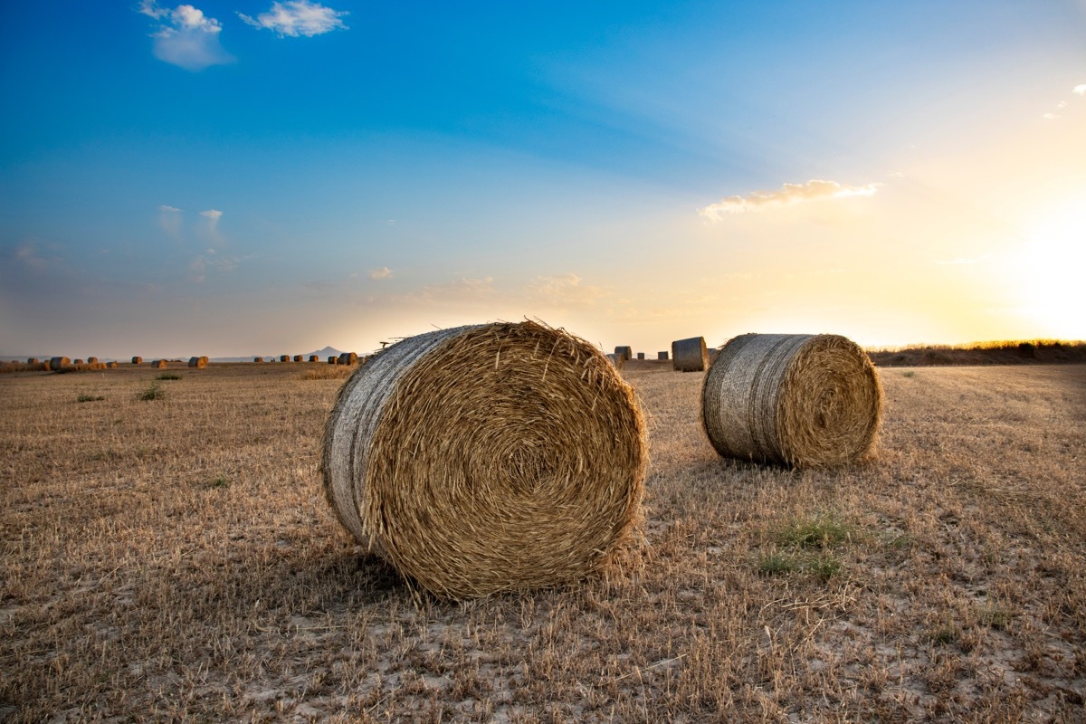 bales of hay on a farm