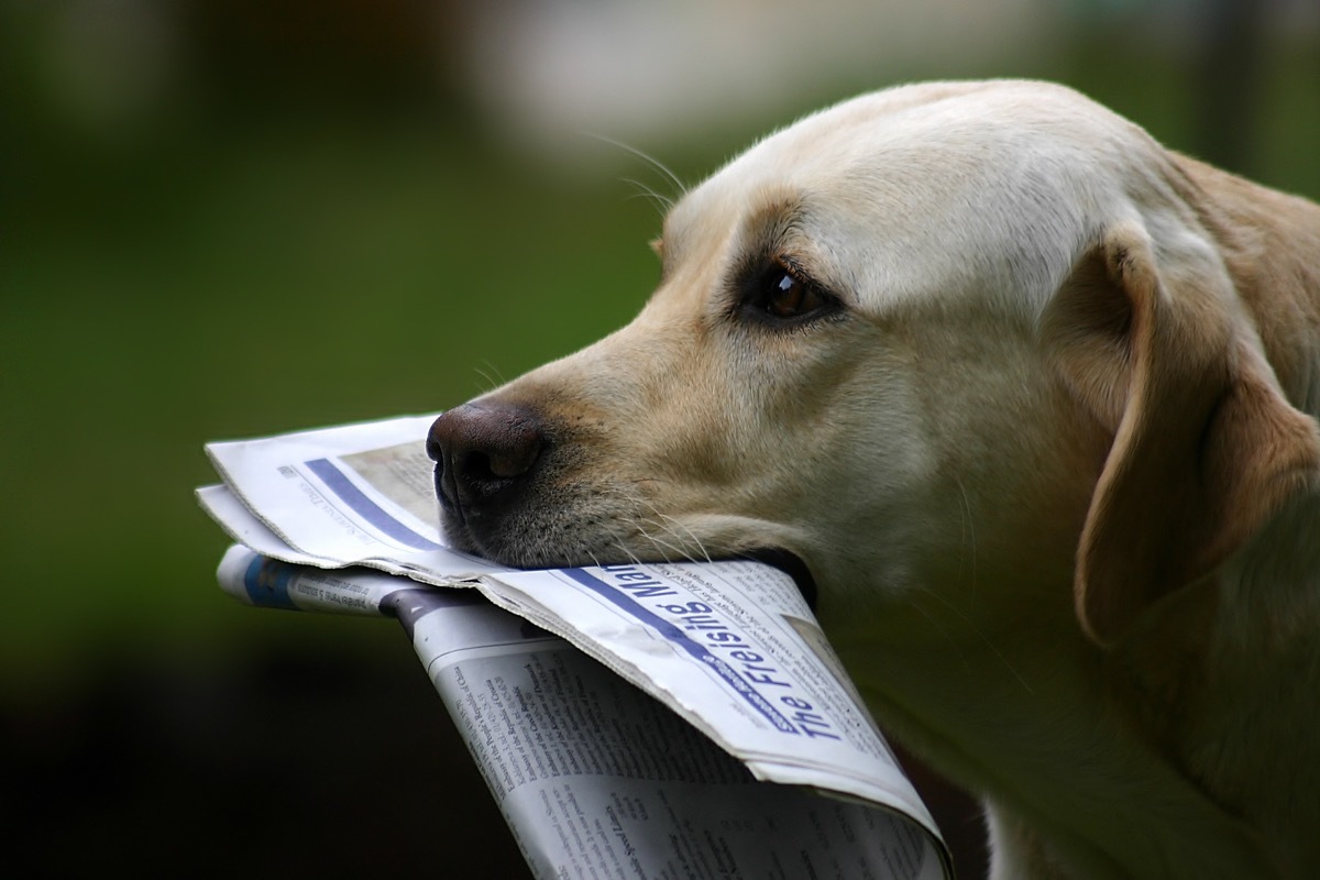 labrador retriever