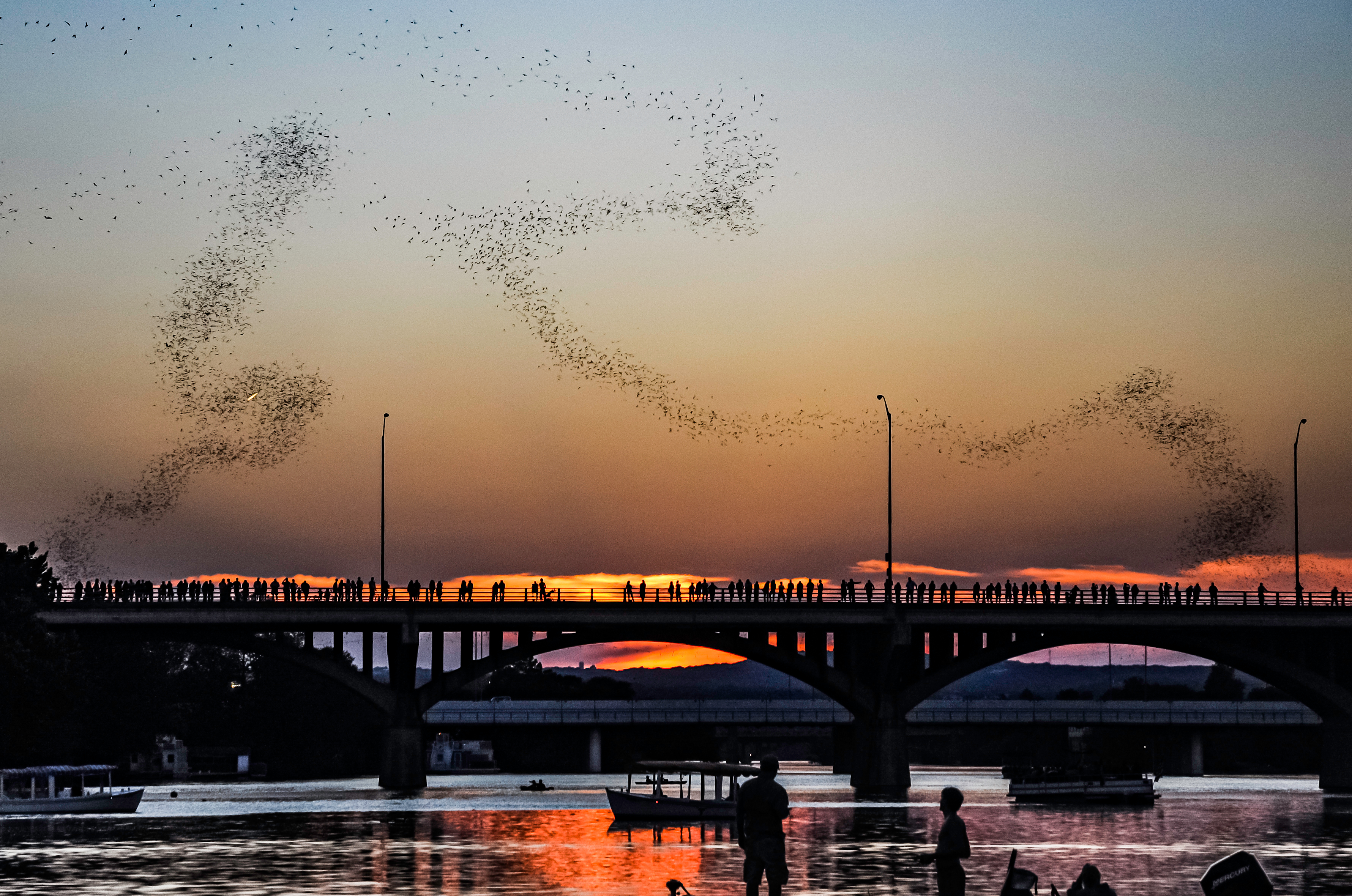 things to do in austin - see the Congress Bridge bats