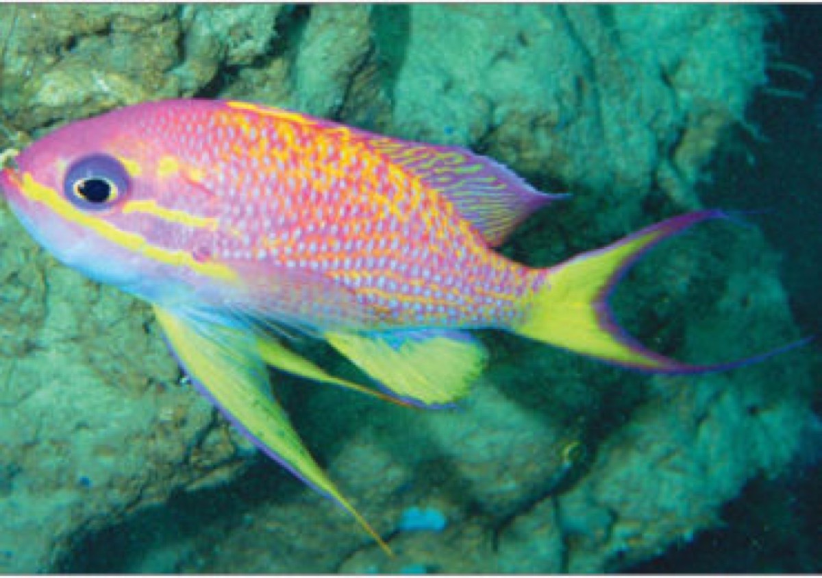 Anthias asperilinguis cutest animals discovered in 2018