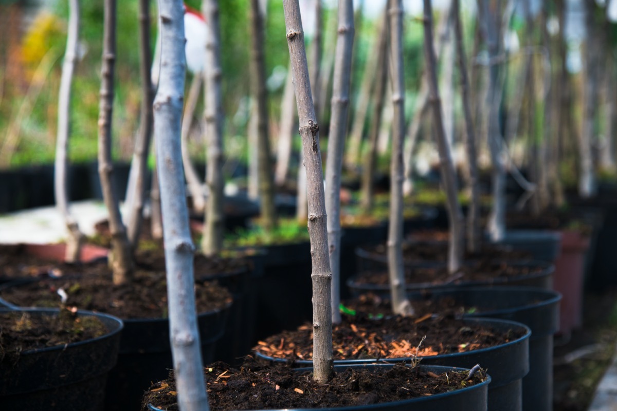 Potted trees growing in nursery