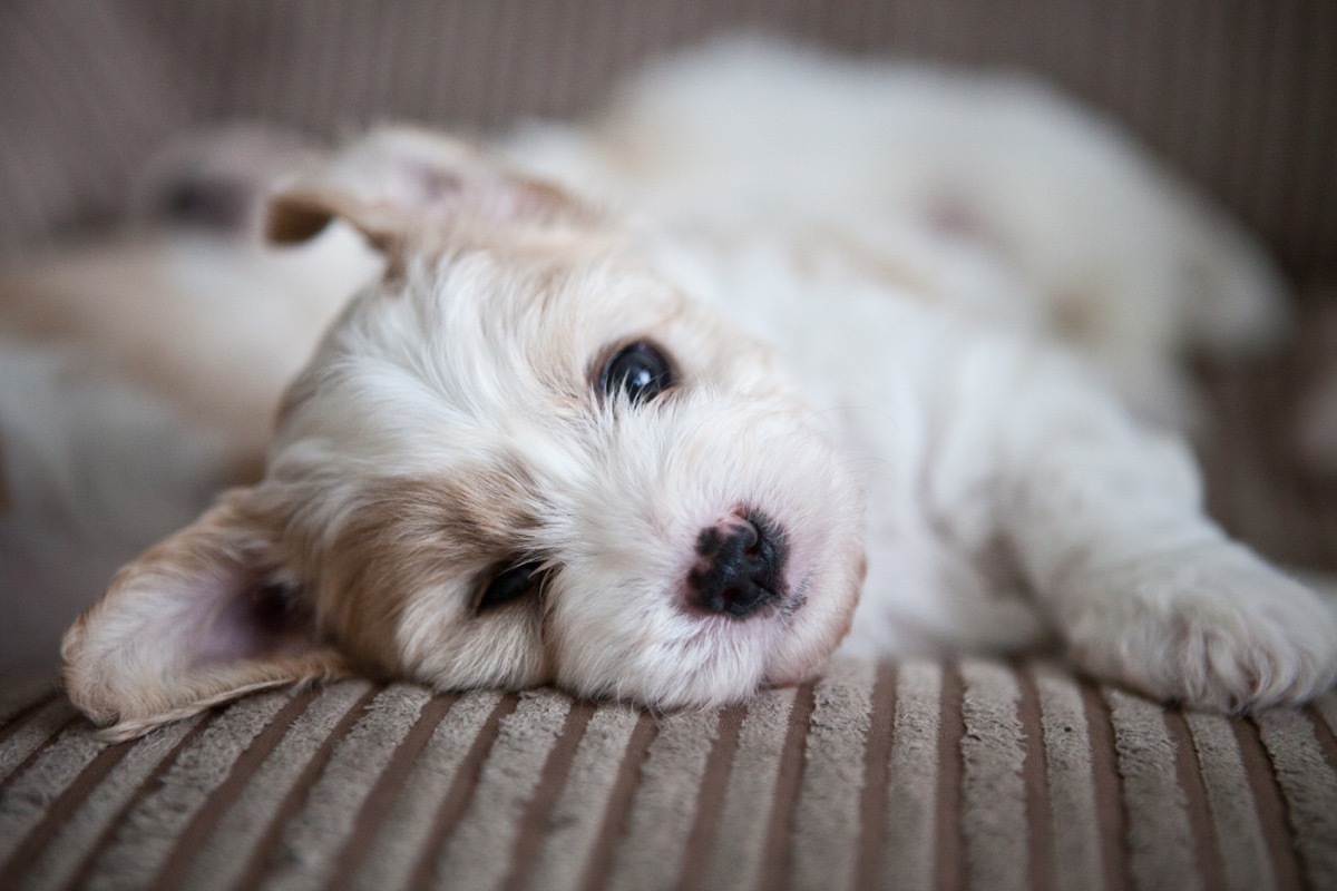 Cavachon Mixed Breed Dogs