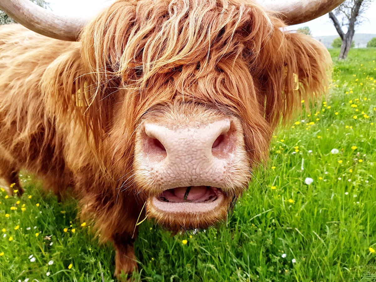 cow with extra long hair, cow photos