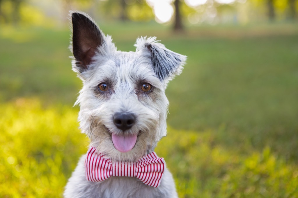 Bowties are not something a man should wear to work