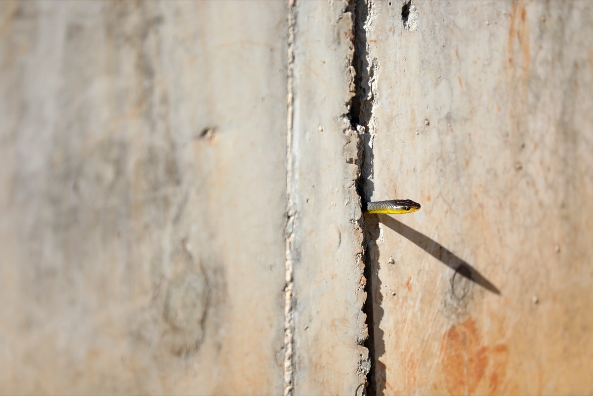 snake entering home through crack in the wall