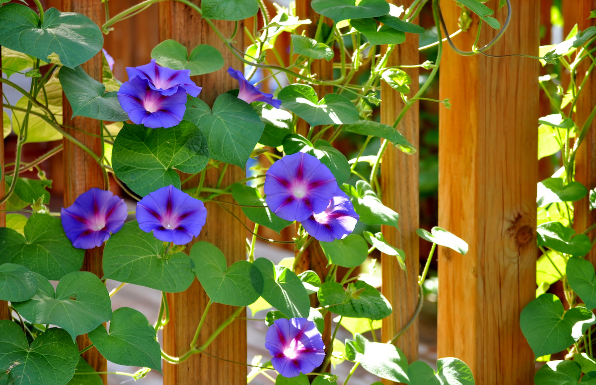 Purple morning glory flowers wrapped around on wooden deck railing.