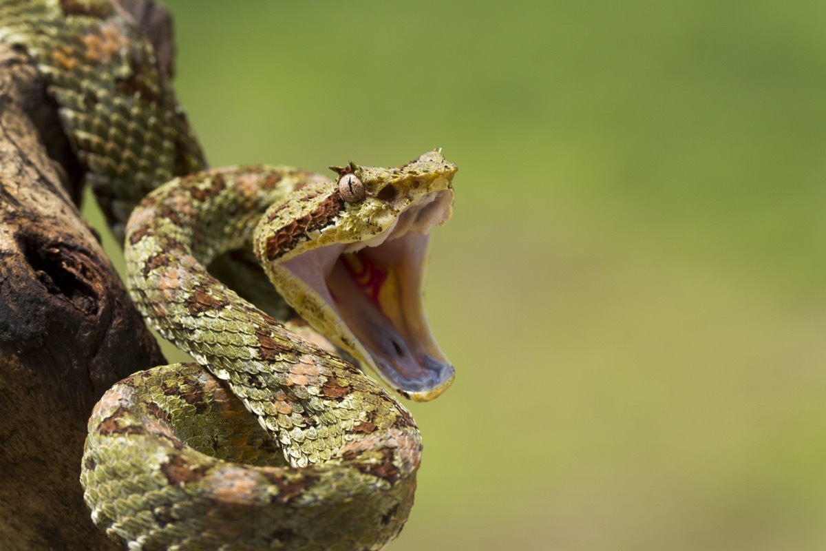 a venomous viper snake coiled around a tree barring his mouth