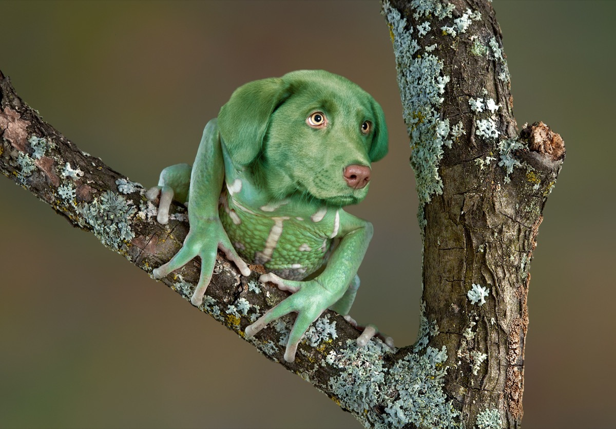 Weird Dog Lizard Hybrid Image Funny Stock Photos