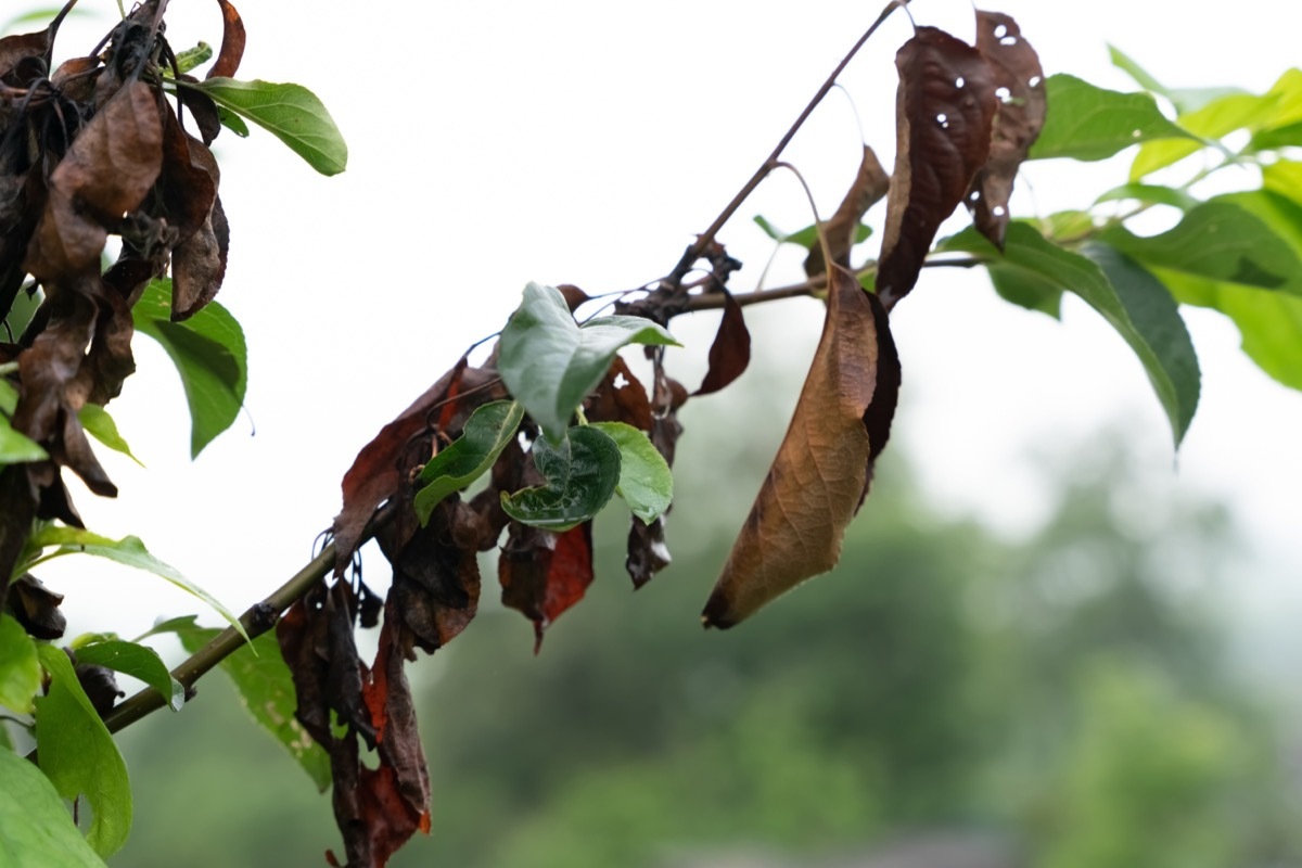 wilting dead leaves