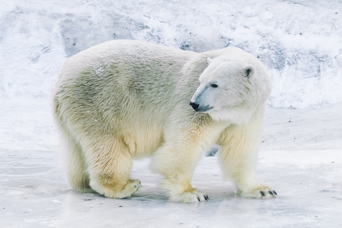 young polar bear in Moscow zoo