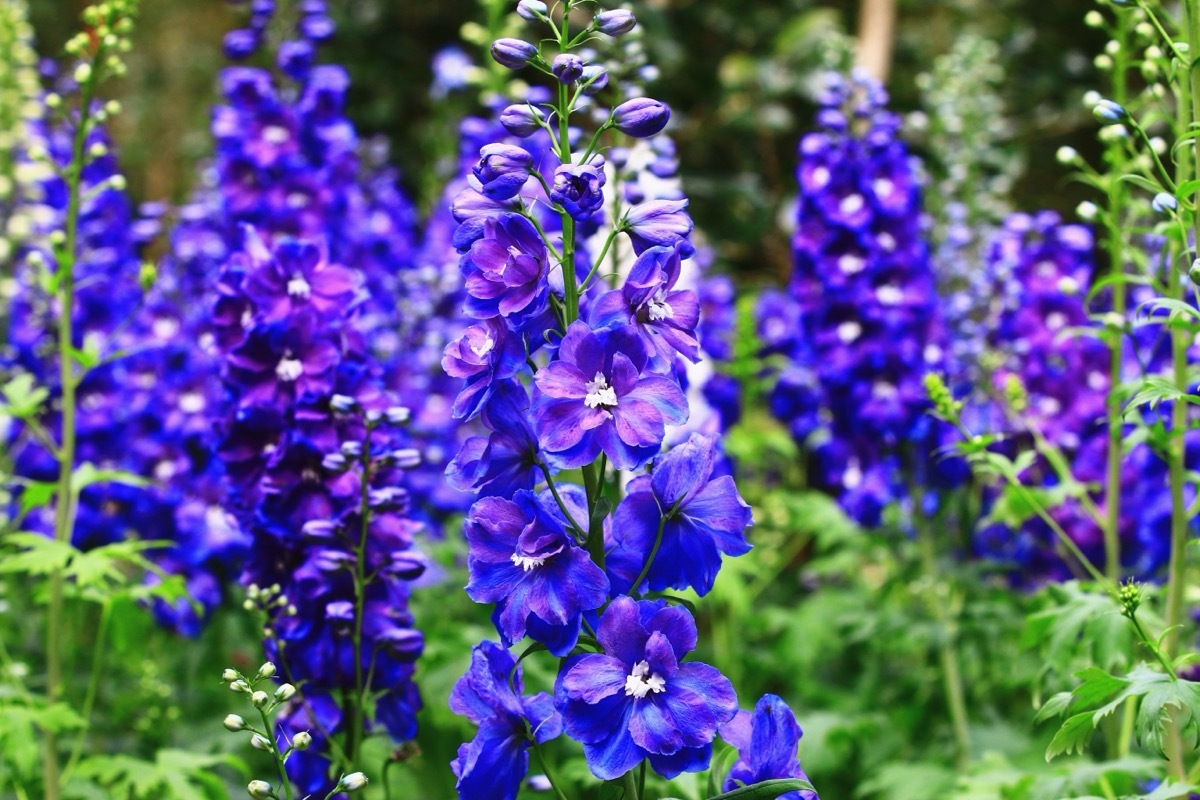 Larkspur