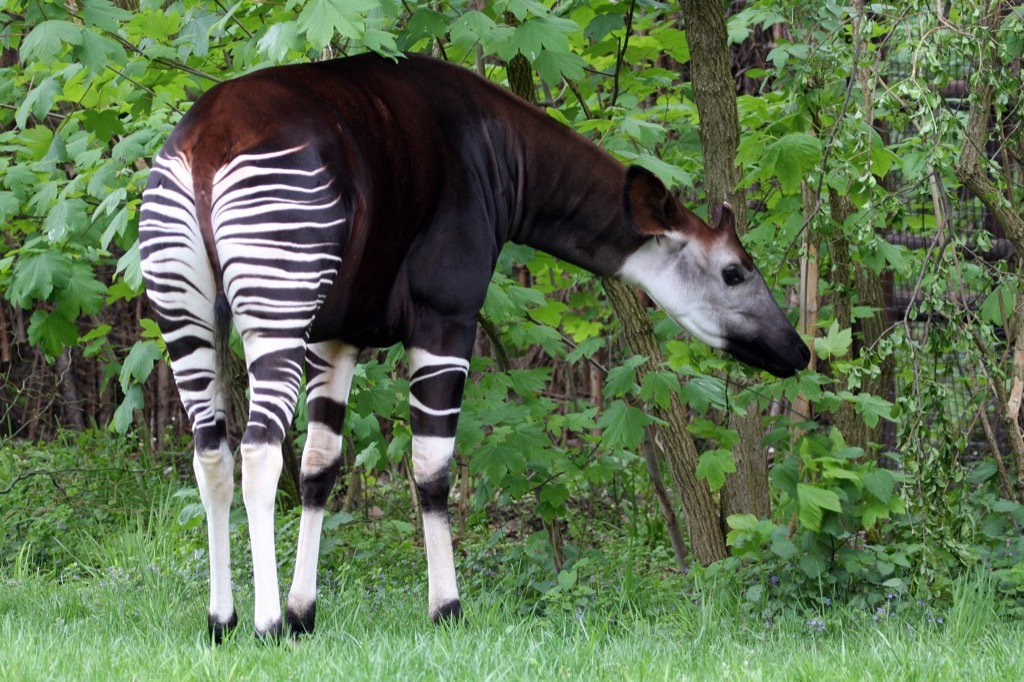 okapi