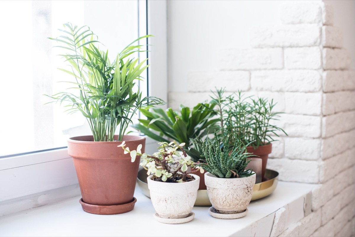 Collection of House Plants