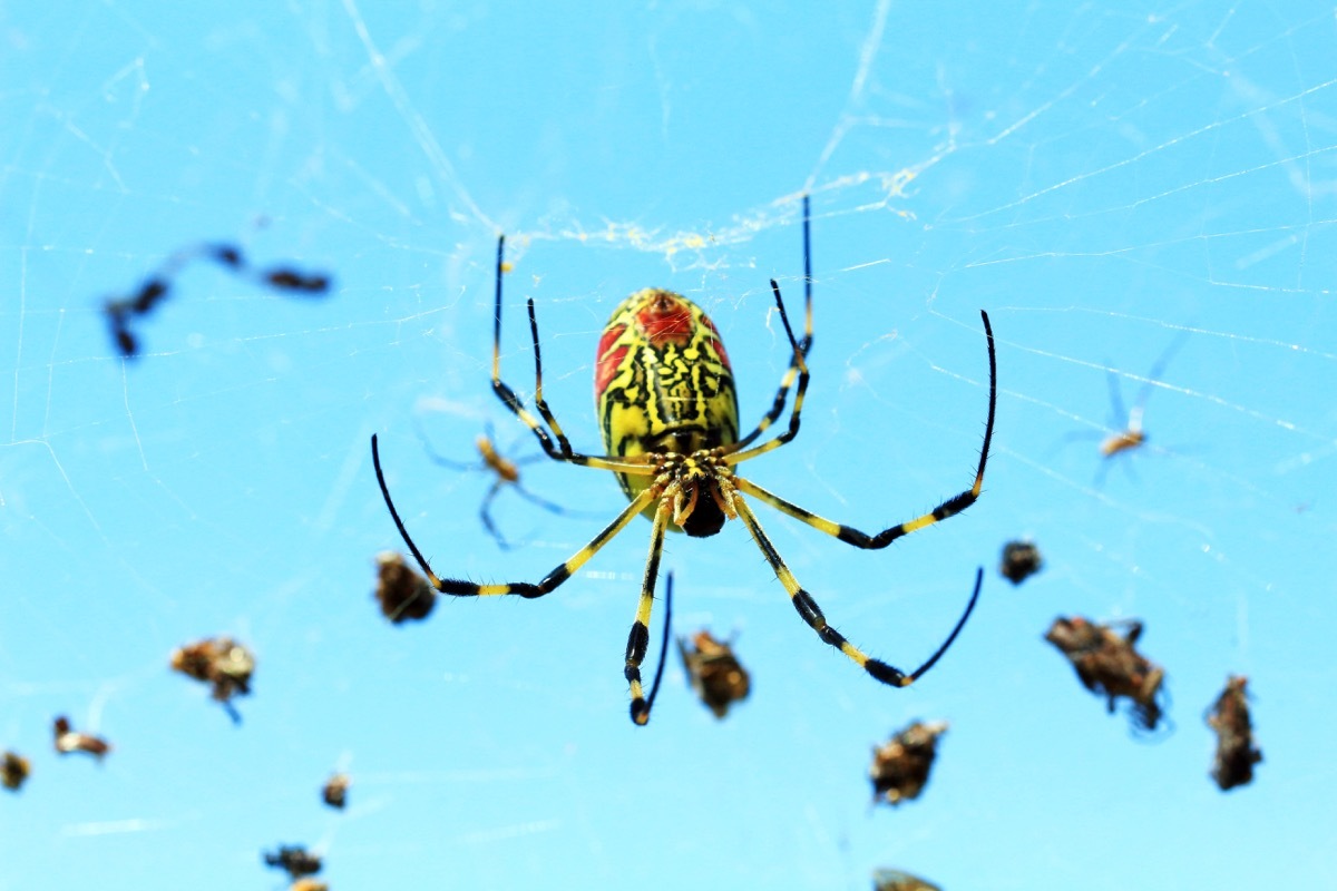 Nephila clavata, also known as the Joro spider, is a member of the golden orb-web spider genus.The spider can found throughout Japan except Hokkaido, in Korea Taiwan and China.South Of Korea 2017