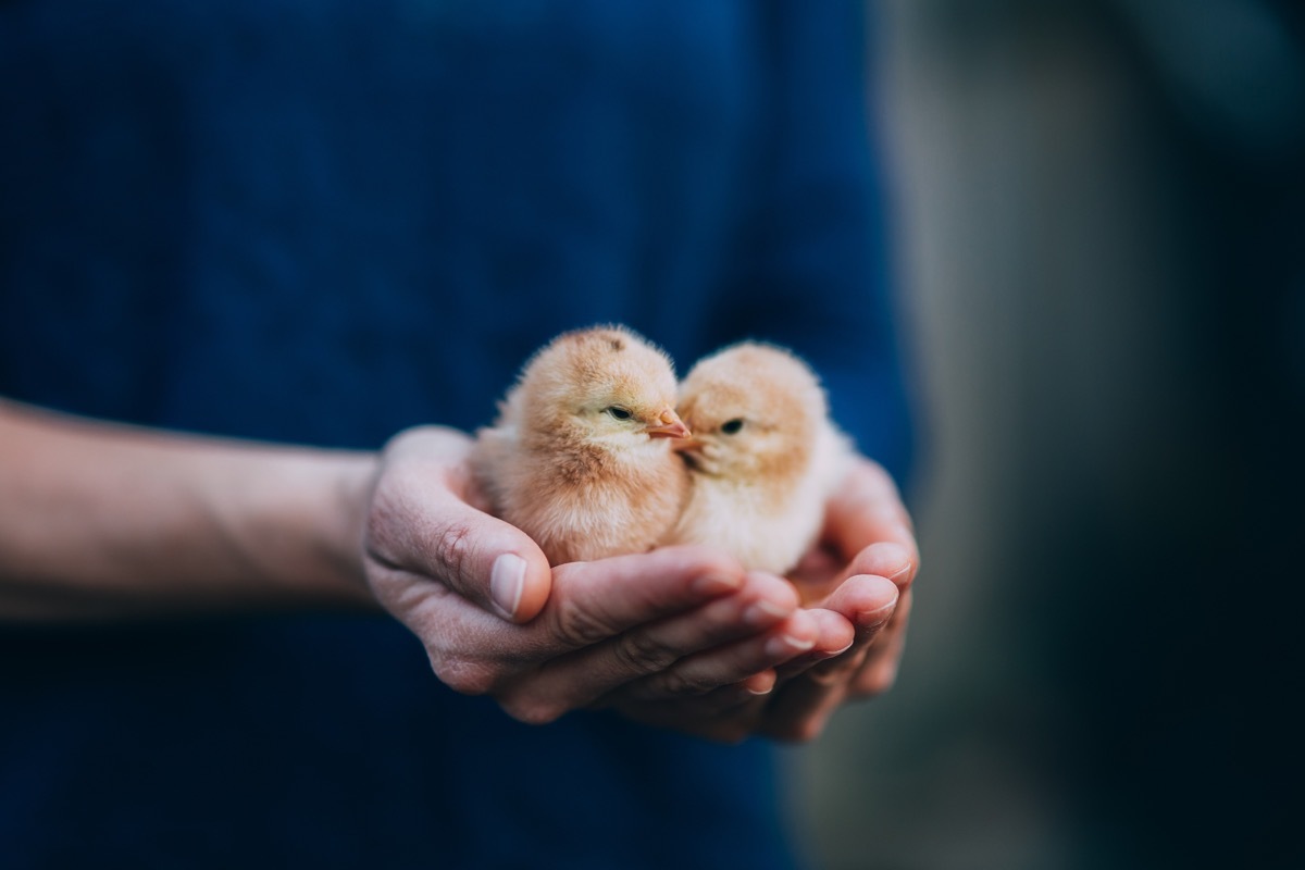 man holding two baby birds in his hand